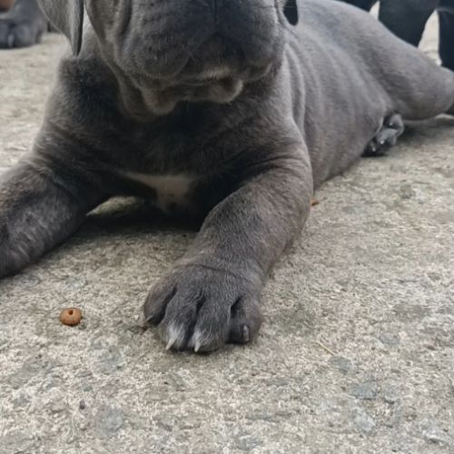 Chiot mâle cane corso #1