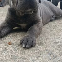 Chiot mâle cane corso #1
