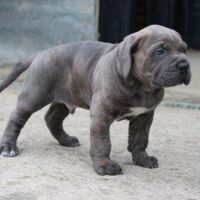 Chiot mâle cane corso #0