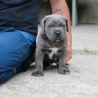 Chiot mâle cane corso #3