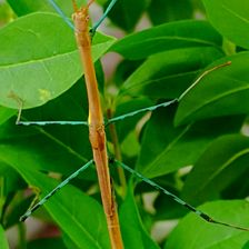 Don d’œufs de phasme