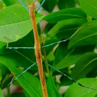 Don d’œufs de phasme