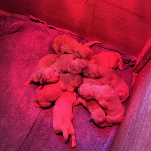 Chiot golden retriever lof #1