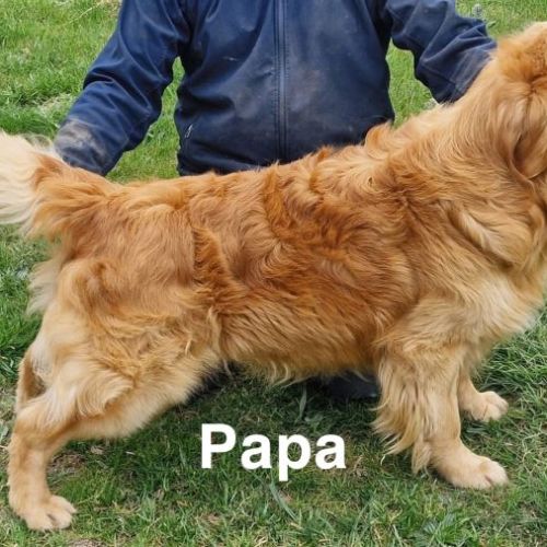 Chiot golden retriever lof #2