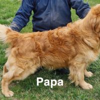 Chiot golden retriever lof #2