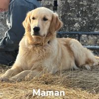 Chiot golden retriever lof #3