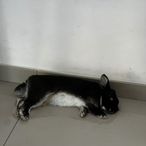 Lapine naine pelage noir #1