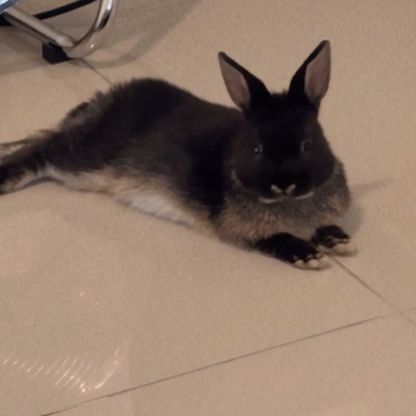 Lapine naine pelage noir #3