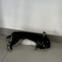 Lapine naine pelage noir #1