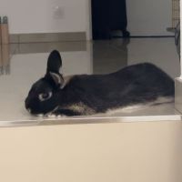 Lapine naine pelage noir #0