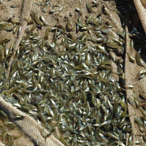 Guppy sauvage pour bassin #2