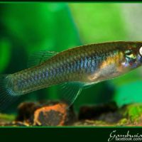 Guppy sauvage pour bassin