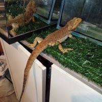 Pogona vitticeps mâle adulte 4 ans #2
