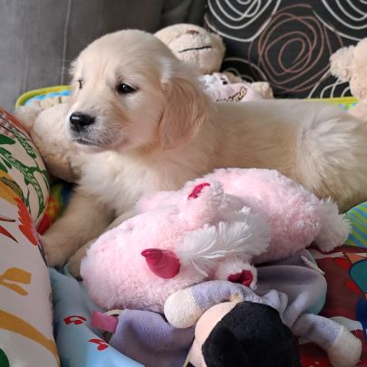 Magnifique chiots golden retriever #2