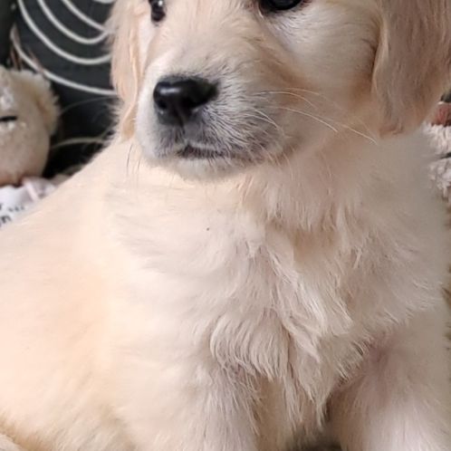 Magnifique chiots golden retriever #3
