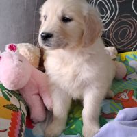 Magnifique chiots golden retriever