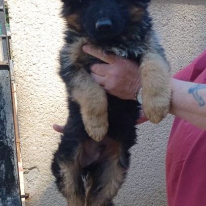 Chiot berger allemand lof poils long disponible #2