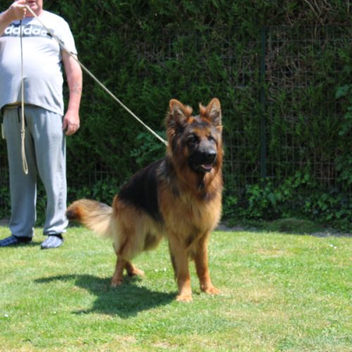 Chiot berger allemand lof poils long disponible #3