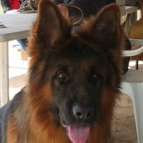 Chiot berger allemand lof poils long disponible #4