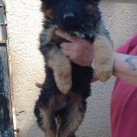 Chiot berger allemand lof poils long disponible #2