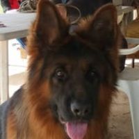 Chiot berger allemand lof poils long disponible #4