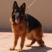 Chiot berger allemand lof poils long disponible #5