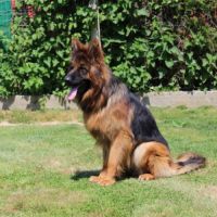 Chiot berger allemand lof poils long disponible #6