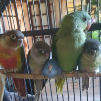 Conure de molina eam