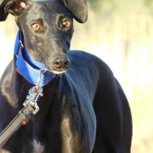 Arges, une galga magnifique en quête de douceur #3