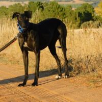 Arges, une galga magnifique en quête de douceur #2
