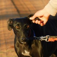 Arges, une galga magnifique en quête de douceur #4