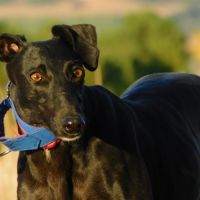 Arges, une galga magnifique en quête de douceur #5