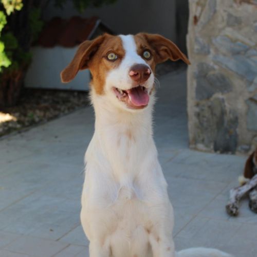 Centella, 2 ans, douce et joyeuse (ok chats) #2