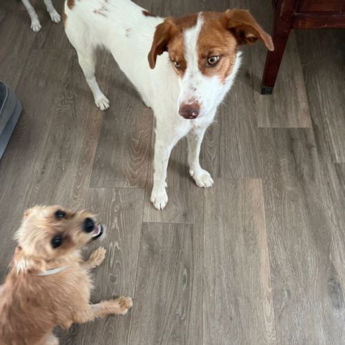 Centella, 2 ans, douce et joyeuse (ok chats) #4