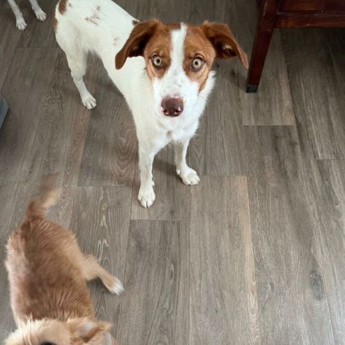 Centella, 2 ans, douce et joyeuse (ok chats) #6