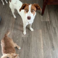 Centella, 2 ans, douce et joyeuse (ok chats) #6