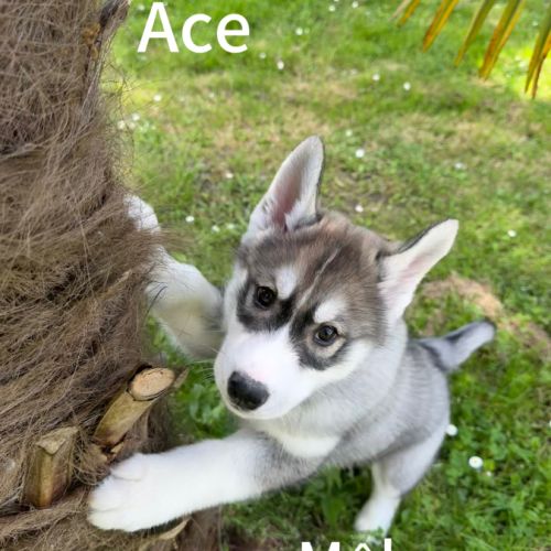 Chiot husky sibérien lof disponible dès maintenant #2