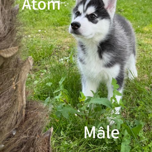 Chiot husky sibérien lof disponible dès maintenant #3