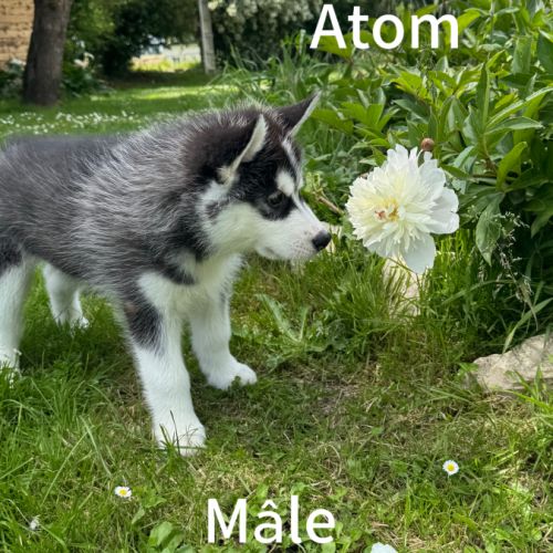 Chiot husky sibérien lof disponible dès maintenant #4
