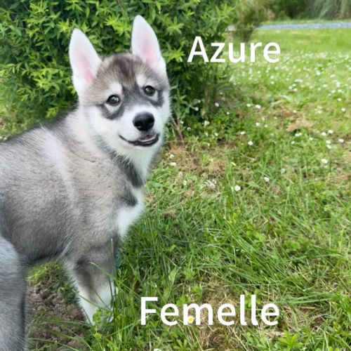 Chiot husky sibérien lof disponible dès maintenant #5