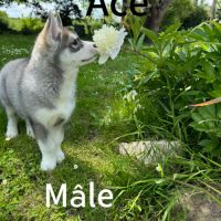 Chiot husky sibérien lof disponible dès maintenant #1
