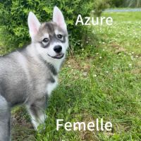 Chiot husky sibérien lof disponible dès maintenant #5