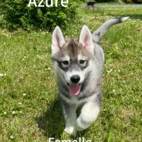 Chiot husky sibérien lof disponible dès maintenant #6