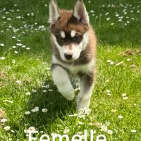 Chiot husky sibérien lof disponible dès maintenant #7