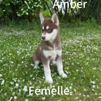 Chiot husky sibérien lof disponible dès maintenant #8