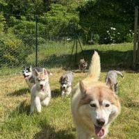 Chiot husky sibérien lof disponible dès maintenant
