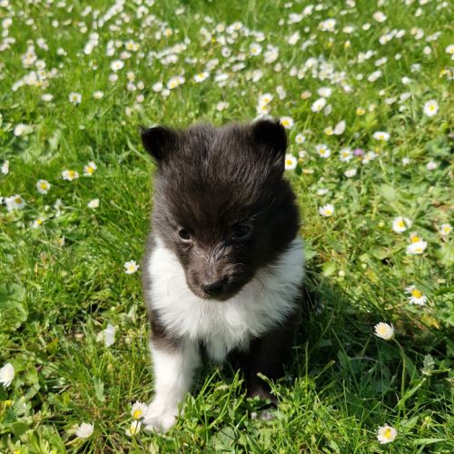 Male shetland bicolore #1