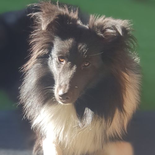 Male shetland bicolore #4