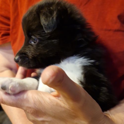 Male shetland bicolore #7