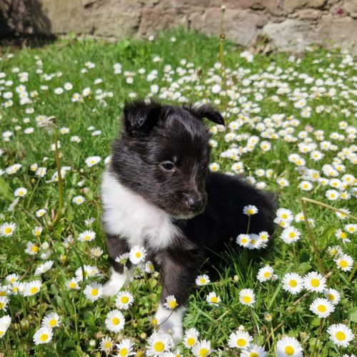 Male shetland bicolore #8